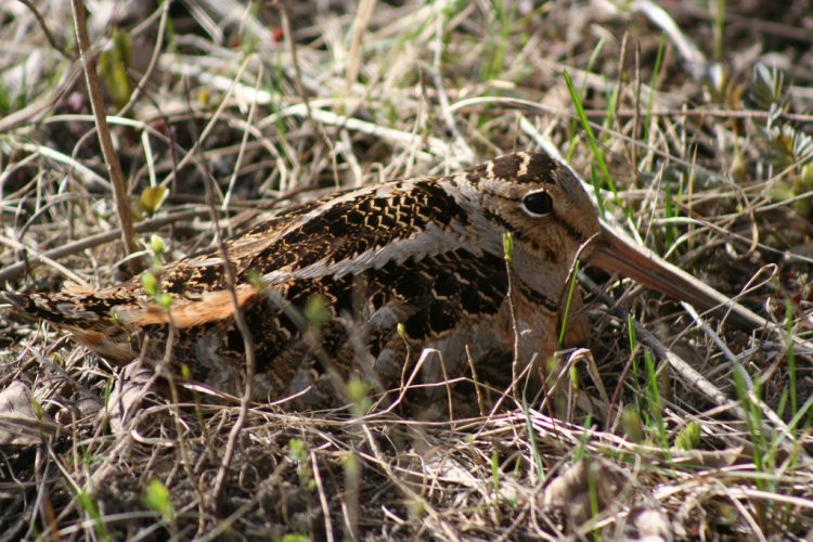 The American woodcock (Scolopax minor) breeds from southern Canada to Louisiana throughout forested regions of the eastern half of North America. 