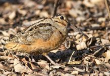 American Woodcock (Scolopax minor) The American woodcock (Scolopax minor) breeds from southern Canada to Louisiana throughout forested regions of the eastern half of North America.
