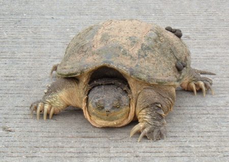 The Magnificent Snapping Turtles (Chelydra serpentina)