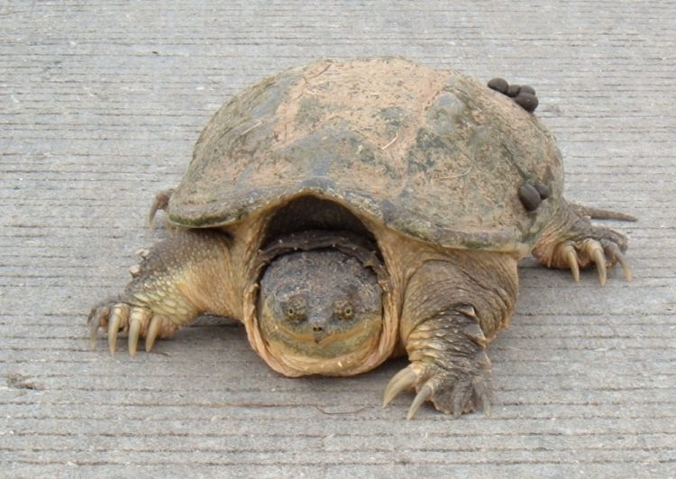 Snapping Turtles reach the sexual maturity at about 200 mm in carapace length.