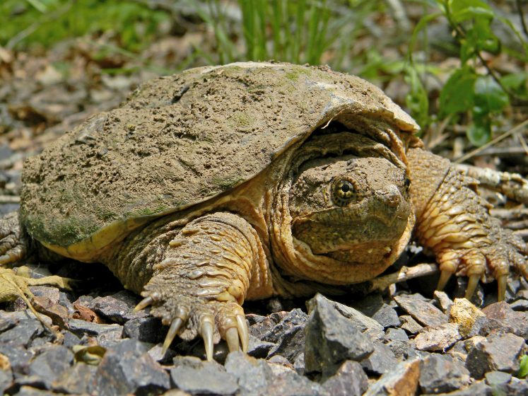 An adult snapping turtle is large, 20 to 37 cm in carapace length.