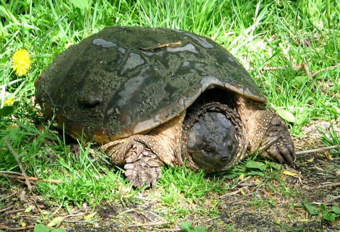 The Magnificent Snapping Turtles (Chelydra serpentina)