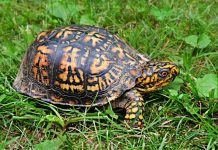 Eastern Box Turtle (box turtles)