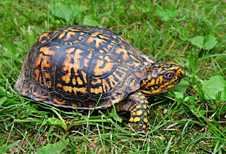 what do eastern box turtles eat. 