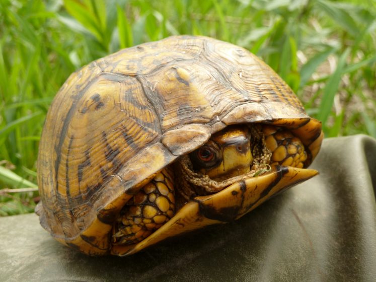 Eastern Box Turtle Care