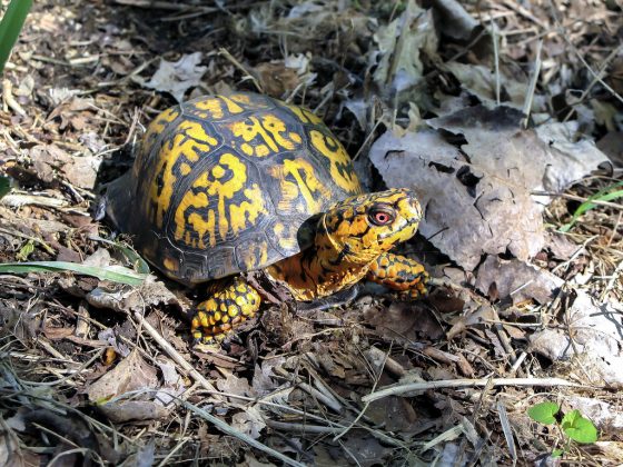 Eastern Box Turtle (box Turtles)