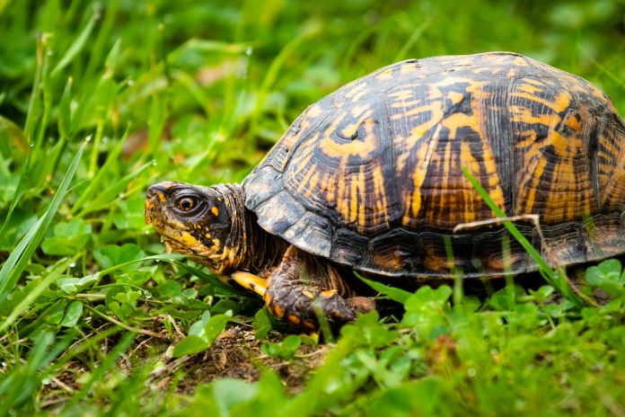 Eastern Box Turtle (box turtles)