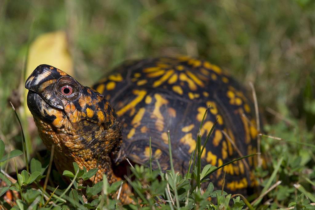 Eastern Box Turtle (box turtles)