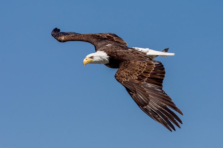 The Facts of Bald Eagle - Bald Eagle primarily carrion feeders eat dead or dying fish when available but also will catch live fish swimming near the surface or fish in shallow waters.