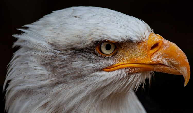 The Facts of Bald Eagle - Bald eagles migrate out of areas where lakes are completely frozen over in winter but will remain as far north as the availability of open water and a reliable food supply allow. 