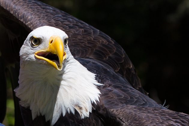 The Facts of Bald Eagle