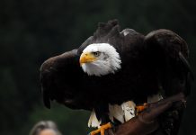 The Facts of Bald Eagle Relatively common in Alaska, populations in the lower 48 States have been seriously diminished, although they are recovering in some areas.
