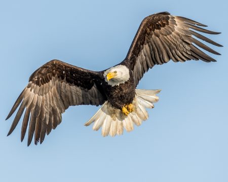 The Facts of Bald Eagle