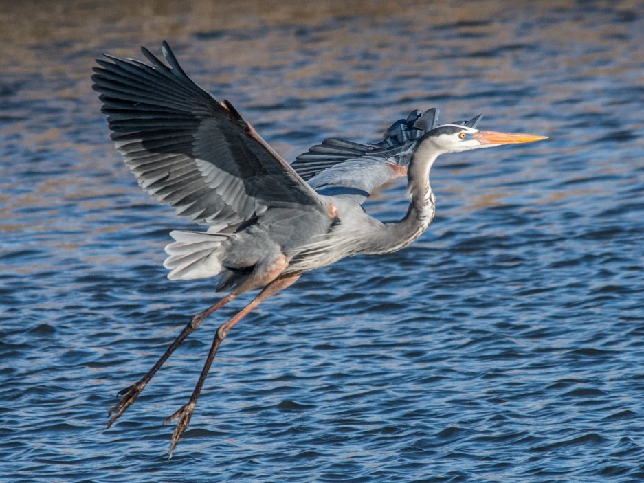 The Mesmerizing Great Blue Heron