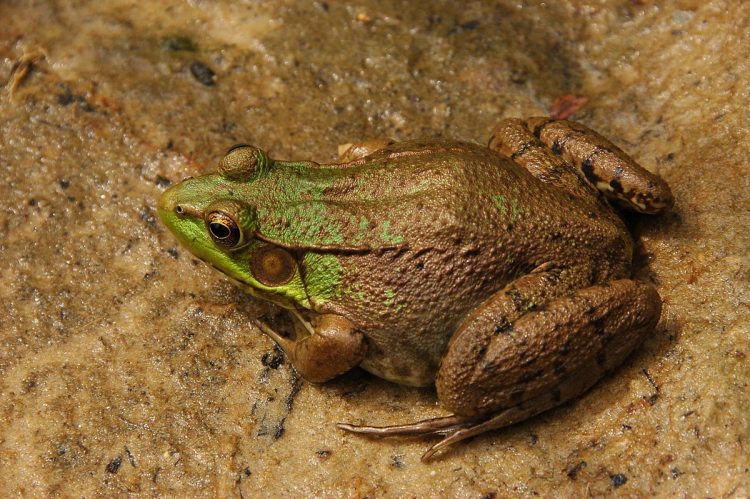 Green frogs primarily to inhabitant the banks of streams. They also can be found among rotting debris of fallen trees.