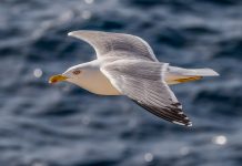 The Herring Gull (Larus argentatus) Nesting colonies of herring gulls along the northeastern coast of the United States are found primarily on sandy or rocky offshore or barrier beach islands.
