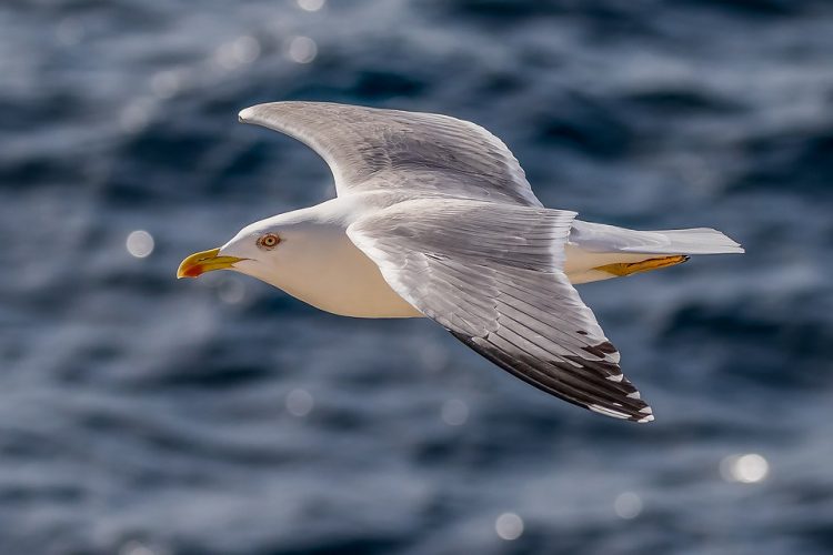 Nesting colonies of herring gulls along the northeastern coast of the United States are found primarily on sandy or rocky offshore or barrier beach islands.
