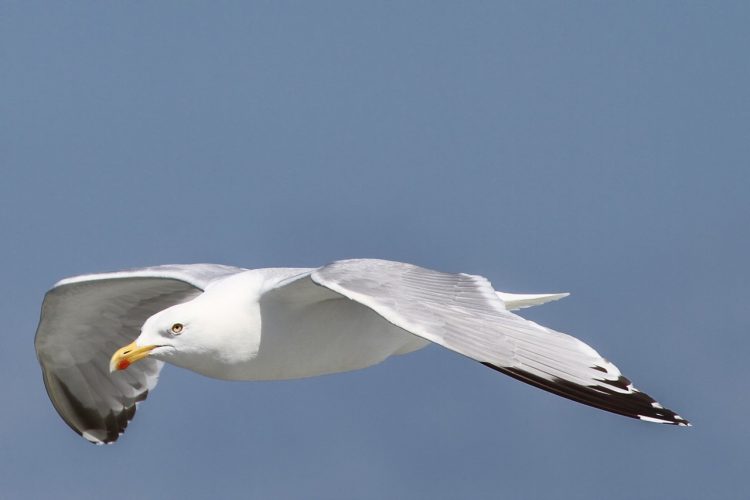 The Herring Gull (Larus argentatus) is 64 cm, has the largest range of any North American gull, from Newfoundland south to the Chesapeake Bay along the north Atlantic and west throughout the Great Lakes into Alaska.