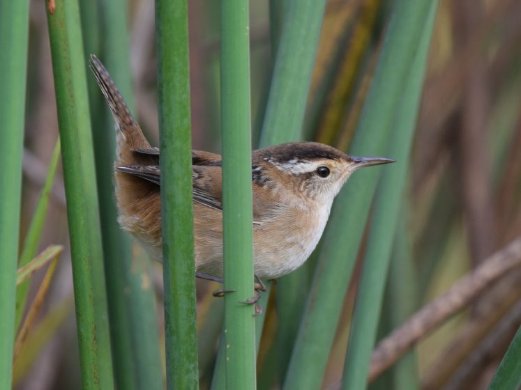 Marsh wrens inhabit freshwater and saltwater marshes, usually nesting in association with bulrushes, cattails, and sedges or on occasion in mangroves. 