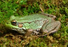 The Green Frog (True Frog Family) Adult R. clamitansare terrestrial feeders among shoreline vegetation. They consume insects, worms, small fish, crayfish, other crustaceans, newts, spiders, small frogs, and molluscs.