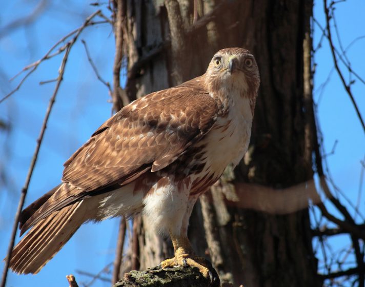 Red-tails Hawk builds their nests close to the tops of trees in low-density forests and often in trees that are on a slope.
