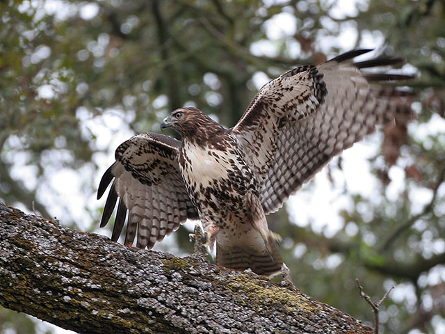 The Red-tails hunt mainly from an elevated perch, often near woodland edges. Small mammals, including mice, shrews, voles, rabbits, and squirrels, are important prey, particularly during winter. 