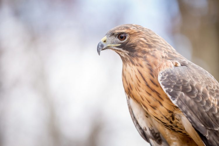 Red-tails Hawk also eat a wide variety of foods depending on availability, including birds, lizards, snakes, and large insects.