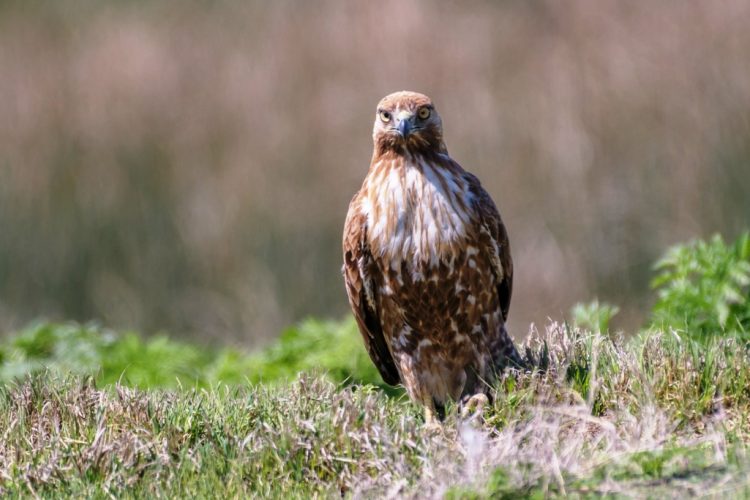 The family Accipitridae includes most birds of prey except falcons, owls, and American vultures. Buteo hawks are moderately large soaring hawks that inhabit open or semi-open areas.