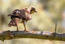 Red-Tailed Hawk (buteo hawks) They range in size from the broad-winged hawk (41 cm bill tip to tail tip) to the ferruginous hawk (58 cm).