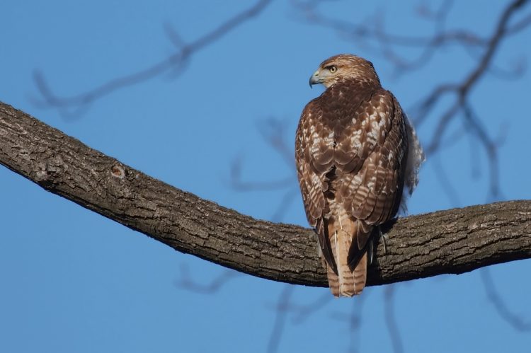 Red-tails Hawk are found in habitats ranging from woodlands, wetlands, pastures, and prairies to deserts. 