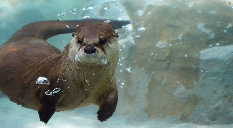 Almost exclusively aquatic, the river otter is found in freshwater, estuarine, and some marine environments all the way from coastal areas to mountain lakes. 