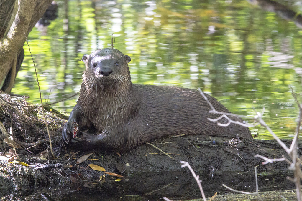 The northern river otter (Lutra canadensis) historically lived in or near lakes, marshes, streams, and seashores throughout much of the North American continent.