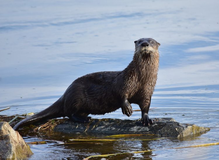 The river otter dens in banks and hollow logs. Individuals range over large areas daily, feeding primarily on fish. 