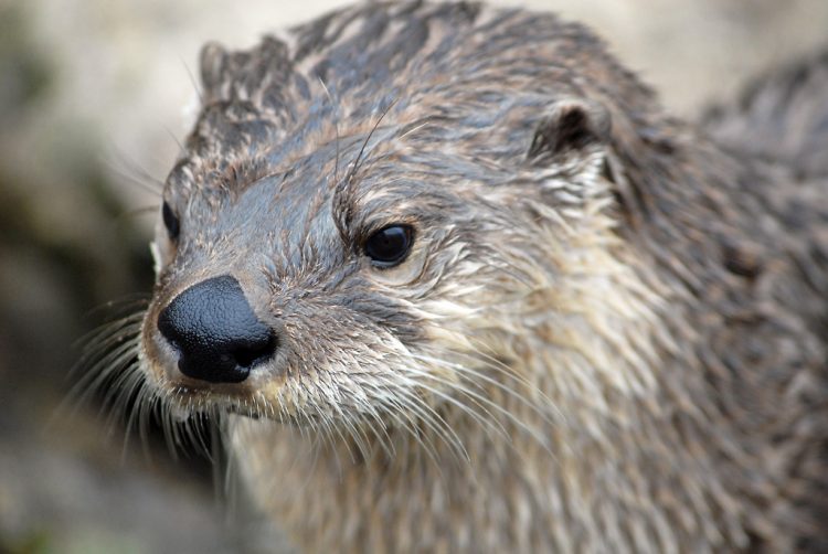 Otters appear to undergo bradycardia while submerged and can stay underwater for up to 4 minutes. Because of its piscivorous diet and high trophic level, the river otter is a noteworthy indicator of bioaccumulative pollution in aquatic ecosystems.