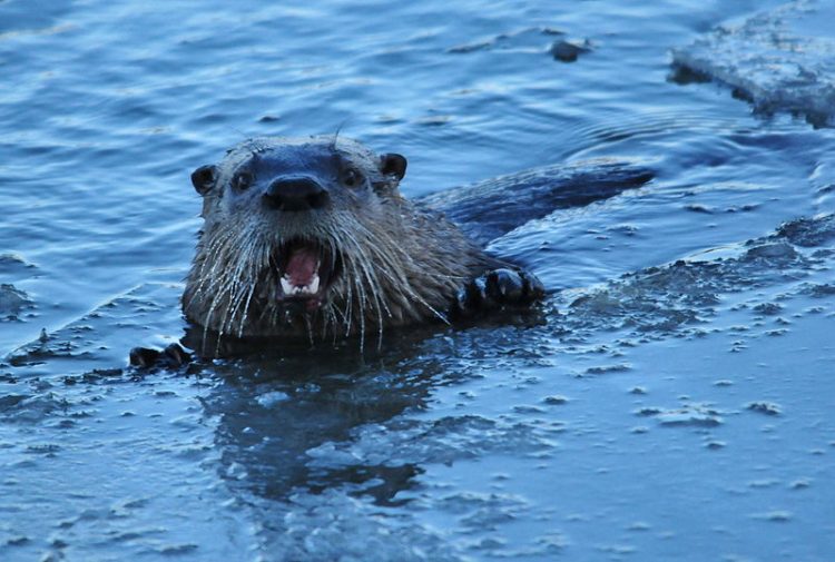 River otters measure 66 to 76 cm with a 30 to 43 cm tail. Sexual dimorphism in size is seen among all subspecies, and adult males (5 to 10 kg) outweigh females (4 to 7 kg) by approximately 17 percent. Full adult weight generally is not attained until sexual maturity after 2 years of age.