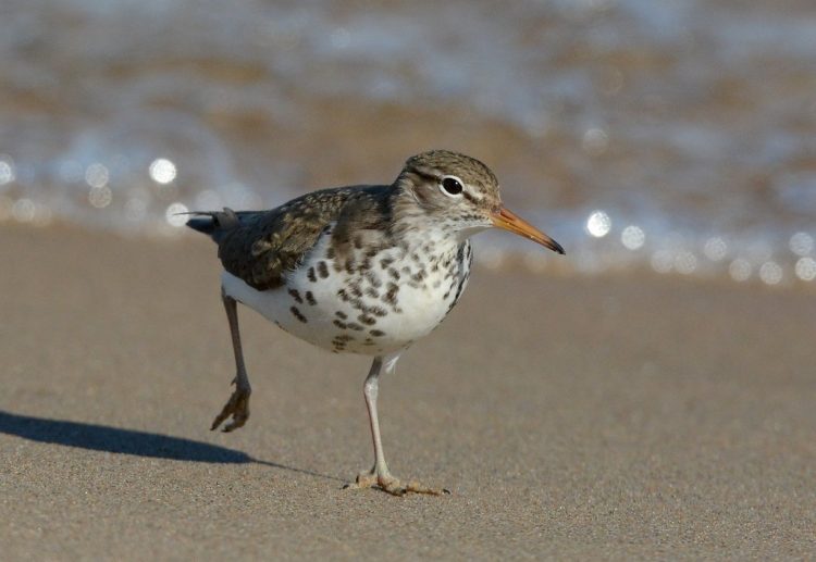 Spotted sandpipers breed along the edges of bodies of water. They usually in open habitats, from the northern border of the boreal forest across North America, south to the central United States.