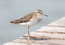 The Spotted Sandpiper (Actitis macularia) The song or call of Spotted Sandpiper is very sweet of quick string of 10 weets in a similar style. The bird may give a pair of weet note when alarmed.