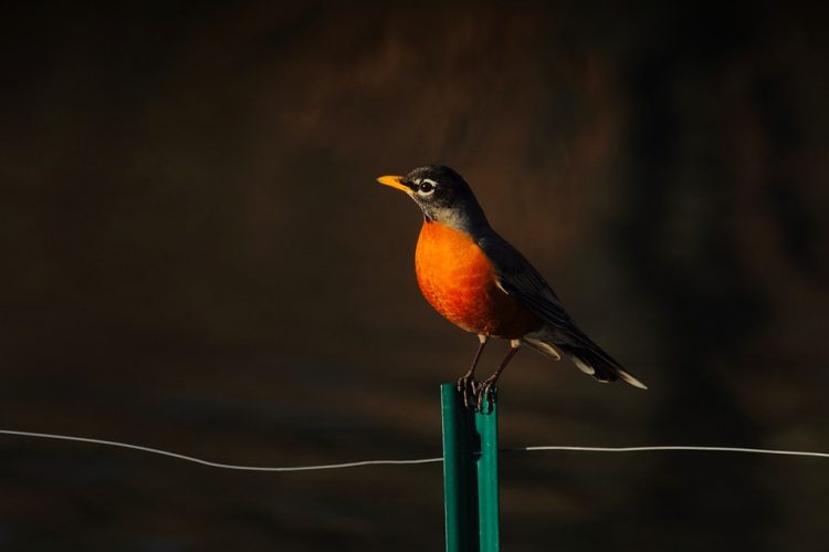 The American robin (Turdus migratorius) occurs throughout most of the continental United States and Canada. This is a migratory songbird of the true thrush genus and Turdidae, the wider thrush family Muscicapidae.