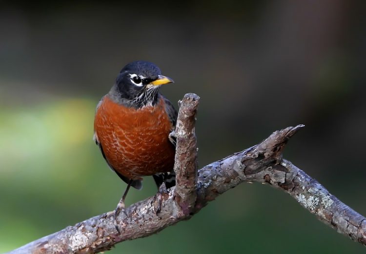 During the breeding season, male robins establish breeding territories, which the female helps to defend against other robins.