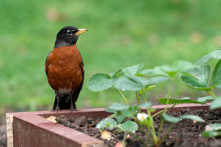 American robins are common garden birds overmuch of North America and their distinctive foraging behavior is well known.