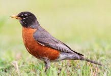 The American Robin (Turdus migratorius) The breeding range of the robin has expanded in recent times with the increasing area covered by lawns and other open habitats.