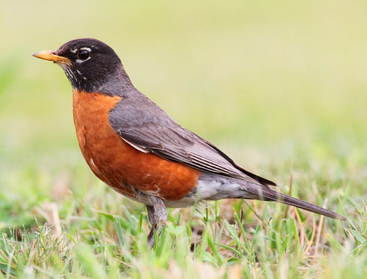 The breeding range of the robin has expanded in recent times with the increasing area covered by lawns and other open habitats.