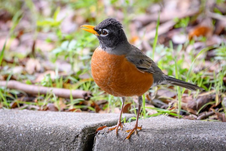 This is commonly a friendly songbird, very much comfortable around people. Sometimes even get close to dogs while playing in yard, also fast and strong in flight.