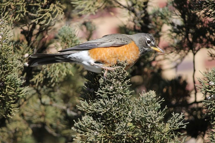 The robins mostly nest in wooded areas are usually near some type of opening such as the forest edge or a treefall gap.