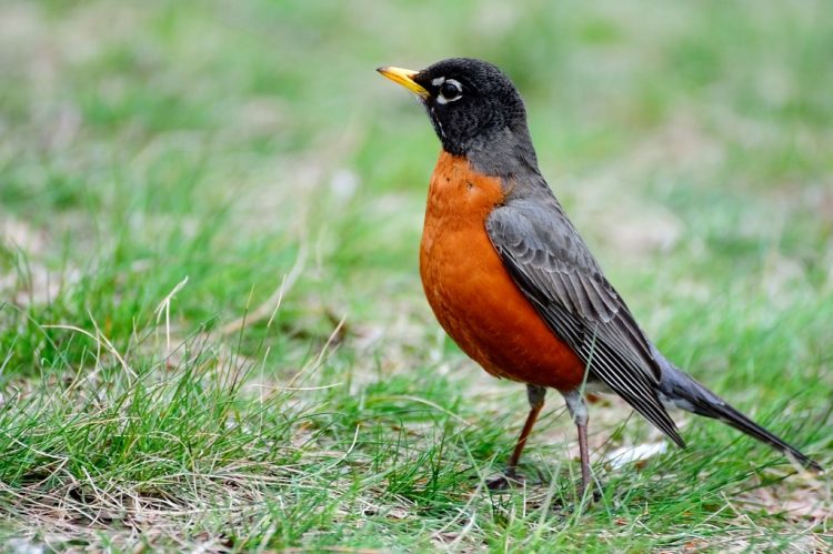 The robins forage by hopping along the ground in search of ground-dwelling invertebrates and by searching for fruit and foliage-dwelling insects in shrubs and low tree branches.