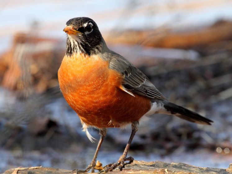 American Robin has the sweet familiar sound of spring, a string of clear whistles with a brief pause, often repeated syllables, like cheer up, cheerily, cheer up, cheerily.