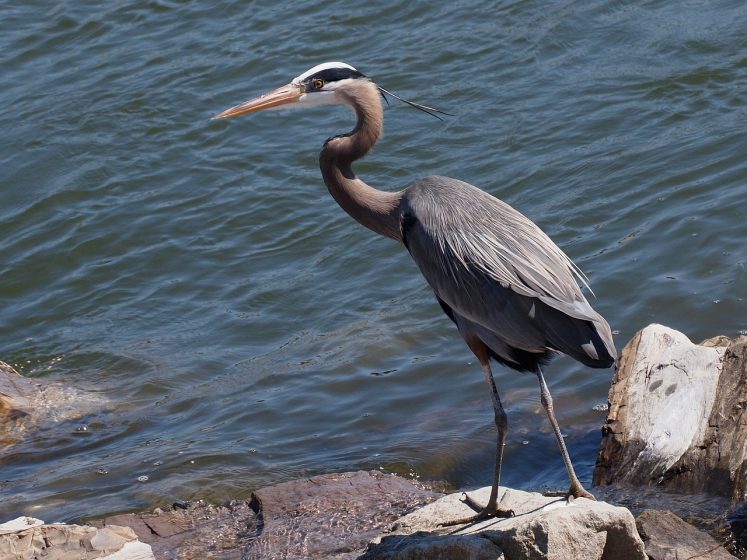 Great blue herons inhabit a variety of freshwater and marine areas, including freshwater lakes and rivers, brackish marshes, lagoons, mangroves, and coastal wetlands, particularly where small fish are plentiful in shallow areas. 