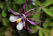 Aquilegia Flowers: Nature’s Most Underrated Blooms The Aquilegia Flowers and leaves of columbines have a dainty, airy quality. Several of flowers have long spurs, and they come in every color
