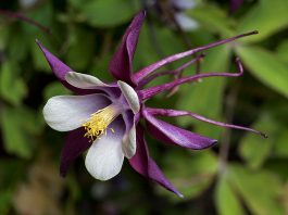 The Aquilegia Flowers and leaves of columbines have a dainty, airy quality. Several of flowers have long spurs, and they come in every color