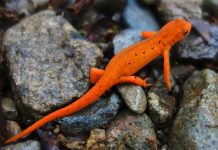 The Eastern Newt (Notophthalmus viridescens) Eastern Newt has both aquatic and terrestrial forms. The aquatic adult is yellowish-brown or olive-green to dark brown above yellow below.